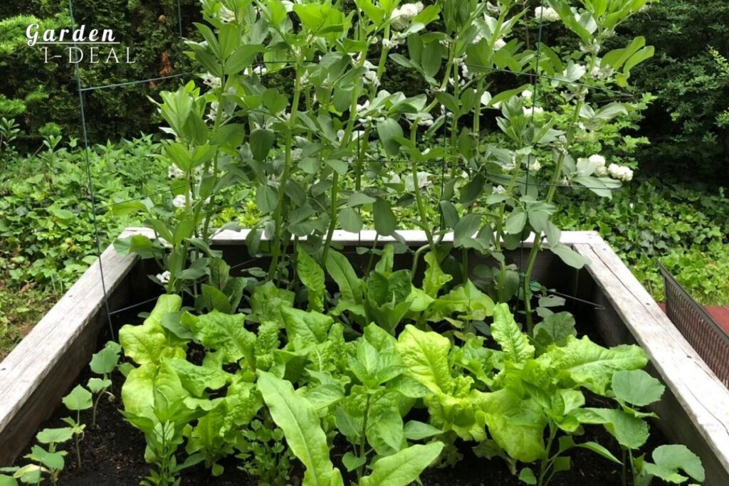 升高苗床 Raised Beds Garden Ideal 升高苗床 Raised Beds Garden Ideal