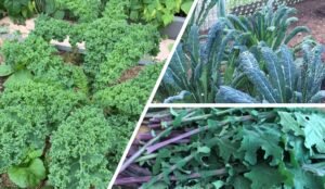 羽衣甘蓝，谈谈Kale 和 Collard Greens – garden ideal